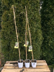 Glicynia Longissima Alba, wisteria Shiro-noda zdjęcie sadzonki