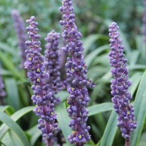 Liriope szafirkowe (Liriope muskari) Ingversen 1