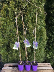 Wisteria kwiecista (Wisteria floribunda) Violacea Plena (syn. Black Dragon) zdjęcie sadzonki