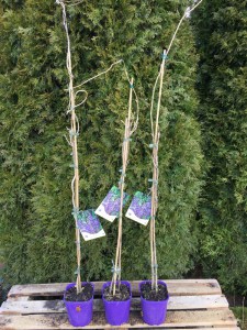 Glicynia (Wisteria) Royal Purple zdjęce sadzonki