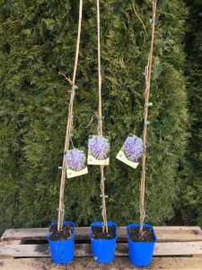 Glicynia chińska (Wisteria chinensis) Prolific zdjęcie sadzonki