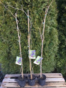 Glicynia, Wisteria formosa Issai (synonim Domino) zdjęcie sadzonki