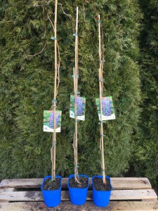 Wisteria kentucka (Wisteria macrostachia) Blue Moon c2 zdjęcie sadzonki
