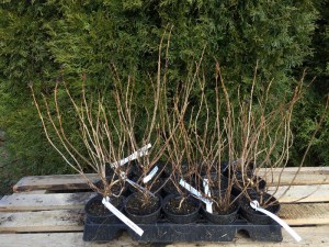 Krzewuszka (Weigela) Ruby Queen sadzonka zdjęcie 5