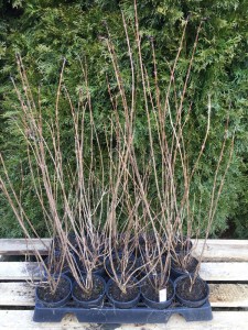 Krzewuszka (Weigela) Nana Purprea sadzonka zdjęcie 9