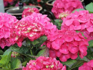 Hortensja ogrodowa (Hydrangea) Hot Red c3 zdjęcie 2