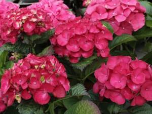 Hortensja ogrodowa (Hydrangea) Hot Red c3 zdjęcie 3