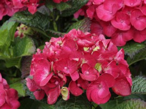 Hortensja ogrodowa (Hydrangea) Hot Red c3 zdjęcie 4