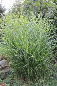Miskant chiński (Miscanthus sinensis) Strictus zdjęcie 5