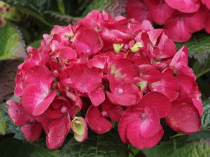Hortensja ogrodowa (Hydrangea) Hot Red c3 zdjęcie 5