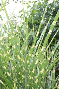 Miskant chiński (Miscanthus sinensis) Strictus zdjęcie 7