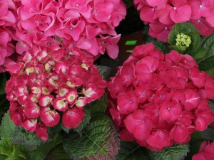 Hortensja ogrodowa (Hydrangea) Hot Red c3 zdjęcie 6