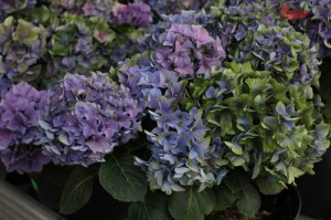 Hortensja ogrodowa niebieska (Hydrangea) Jip Blue c3 zdjęcie 4