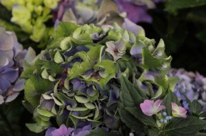 Hortensja ogrodowa niebieska (Hydrangea) Jip Blue c3 zdjęcie 5