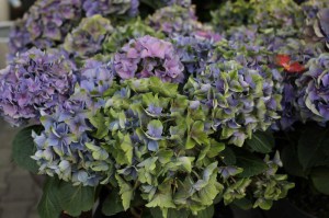 Hortensja ogrodowa niebieska (Hydrangea) Jip Blue c3 zdjęcie 1