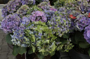 Hortensja ogrodowa niebieska (Hydrangea) Jip Blue c3 zdjęcie 6