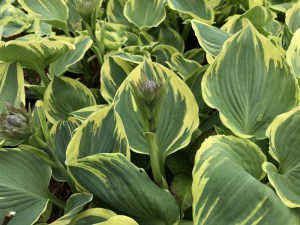 Funkia (Hosta) Band of Gold zdjęcie 2