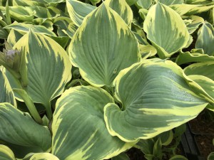 Funkia (Hosta) Band of Gold zdjęcie 3