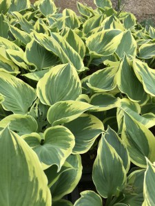 Funkia (Hosta) Band of Gold zdjęcie 5