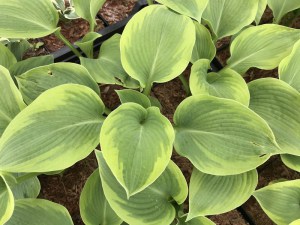 Funkia (Hosta) Climax zdjęcie 2
