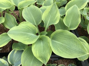 Funkia (Hosta) Climax zdjęcie 3