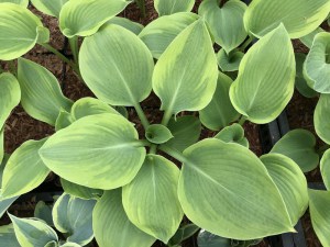 Funkia (Hosta) Climax zdjęcie 4