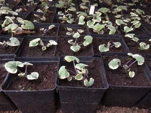 Brunera wielkolistna (Brunnera macrophylla) Variegata zdjęcie sadzonki