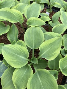 Funkia (Hosta) Climax zdjęcie 5
