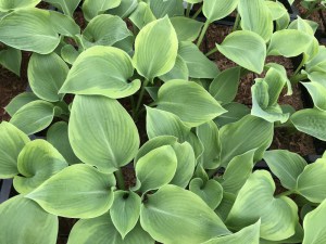 Funkia (Hosta) Climax zdjęcie 6