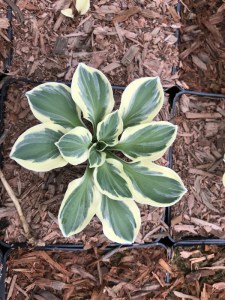Funkia (Hosta) Funny Mouse zdjęcie 2