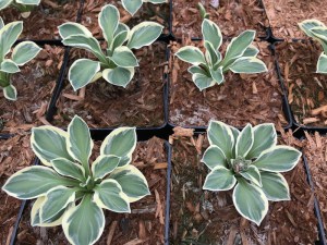Funkia (Hosta) Funny Mouse zdjęcie 3