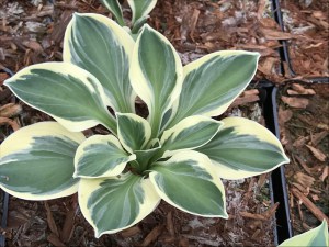 Funkia (Hosta) Funny Mouse zdjęcie 4