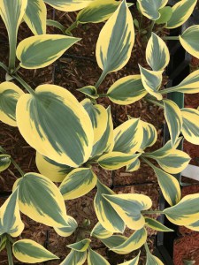 Funkia (Hosta) Ben Vernooy zdjęcie 2