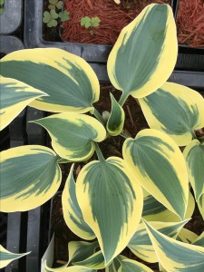 Funkia (Hosta) Ben Vernooy zdjęcie 3
