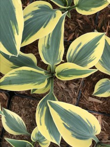 Funkia (Hosta) Ben Vernooy zdjęcie 4