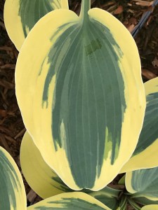 Funkia (Hosta) Ben Vernooy zdjęcie 5