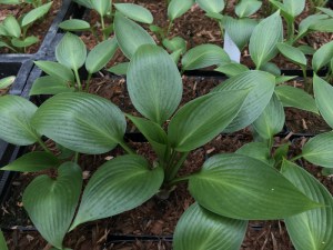 Funkia (Hosta) Devon Green zdjęcie 2