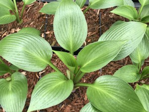 Funkia (Hosta) Devon Green zdjęcie 3