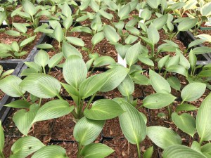 Funkia (Hosta) Devon Green zdjęcie 4