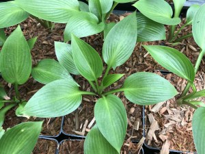 Funkia (Hosta) Devon Green zdjęcie 5