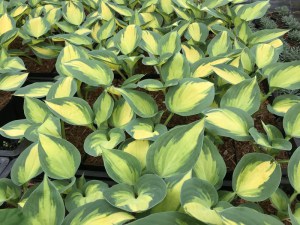 Funkia (Hosta) Forbidden Fruit zdjęcie 2