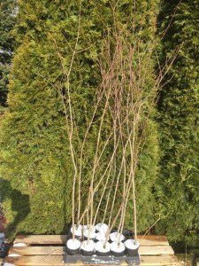 Grujecznik japoński (Cercidiphyllum japonicum) zdjęcie 1 sadzonki