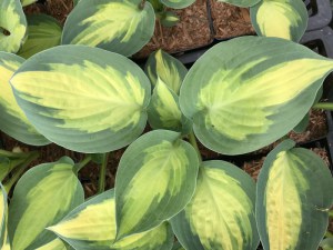 Funkia (Hosta) Forbidden Fruit zdjęcie 3