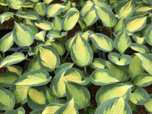 Funkia (Hosta) Forbidden Fruit zdjęcie 1