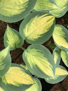 Funkia (Hosta) Forbidden Fruit zdjęcie 5