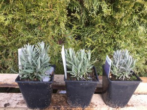 Lawenda wąskolistna (Lavendula angustifolia) Mustated zdjęcie sadzonki