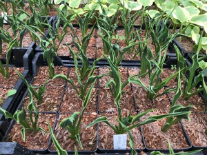 Funkia (Hosta) Hands Up zdjęcie 2