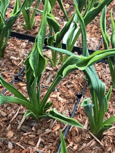 Funkia (Hosta) Hands Up zdjęcie 3