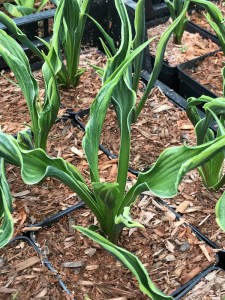 Funkia (Hosta) Hands Up zdjęcie 4