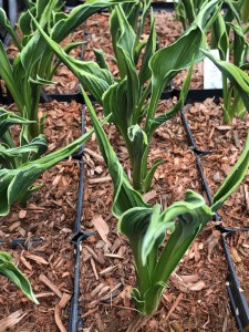 Funkia (Hosta) Hands Up zdjęcie 5